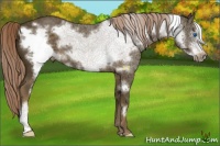 Horse Color:Chocolate Palomino Frame 