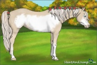 Horse Color:Cremello Sabino Frame 