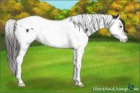 Horse Color:Liver Chestnut Splash Tobiano Rabicano