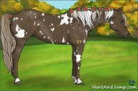 Horse Color:White Spotted Chocolate Palomino