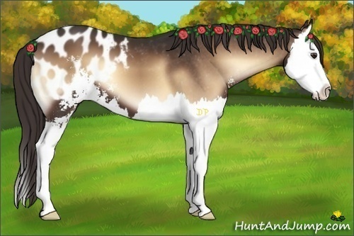 Horse Color:Liver Red Onyx Sabino Splash Appaloosa 