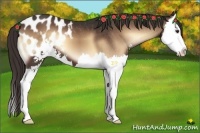 Horse Color:Liver Red Onyx Sabino Splash Appaloosa 