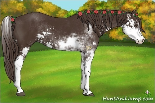 Horse Color:Liver Chestnut Sabino Rabicano 