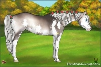 Horse Color:Liver Red Onyx Splash 
