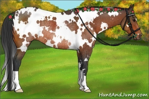 Horse Color:White Spotted Bay Rabicano 