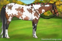 Horse Color:White Spotted Bay Rabicano 