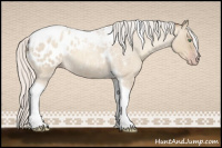 Horse Color:Gray Silver Amber Cream Champagne Roan Dun Splash Tobiano Frame Appaloosa Rabicano 