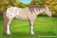Horse Color:Red Dun Appaloosa Rabicano 