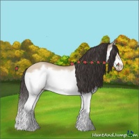 Horse Color:Amber Champagne Dun Splash Frame Rabicano