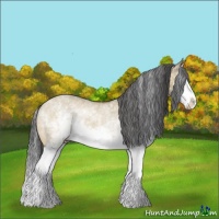 Horse Color:White Spotted Bay Dun Splash Rabicano