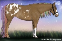 Horse Color:Painted Chocolate Palomino Appaloosa Rabicano 
