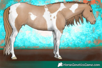 Horse Color:Black Pearl Tobiano Rabicano 