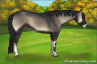 Horse Color:Gray Blue Onyx 