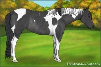 Horse Color:Black Tobiano Rabicano 
