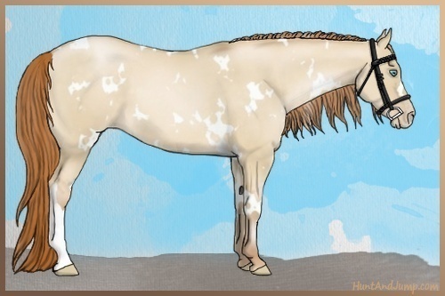 Horse Color:White Spotted Buckskin Pearl Dun