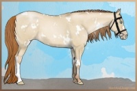Horse Color:White Spotted Buckskin Pearl Dun 