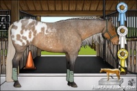 Horse Color:Silver Buckskin Roan Appaloosa 