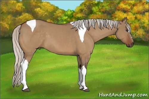 Horse Color:Silver Bay Dun Sabino Tobiano 