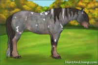Horse Color:White Spotted Liver Red Roan Rabicano 