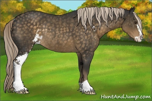 Horse Color:Chocolate Palomino Sabino Rabicano