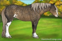 Horse Color:Chocolate Palomino Sabino Rabicano 