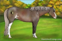 Horse Color:Silver Black Sabino 