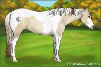 Horse Color:Grullo Pearl Sabino Tobiano 