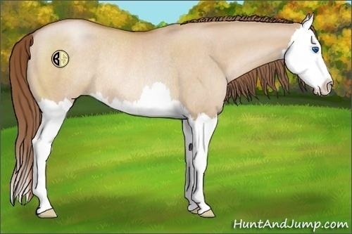 Horse Color:Brown Pearl Dun Sabino Splash Rabicano 