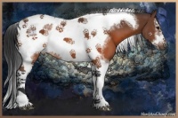 Horse Color:Brown Splash Tobiano Frame Rabicano 