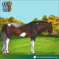 Horse Color:Brown Tobiano Frame Rabicano 