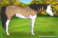 Horse Color:Brown Dun Splash Rabicano 