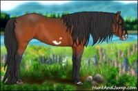 Horse Color:Brown Splash Frame Rabicano