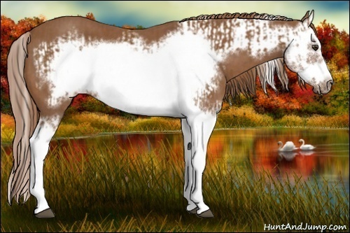 Horse Color:Chestnut Splash Frame  and Chestnut Splash Frame 
