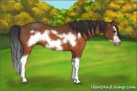 Horse Color:Brown Splash Frame Rabicano