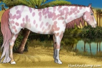 Horse Color:Chocolate Sable Champagne Pearl Appaloosa 