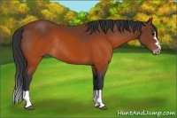 Horse Color:Brown Splash Frame Rabicano 