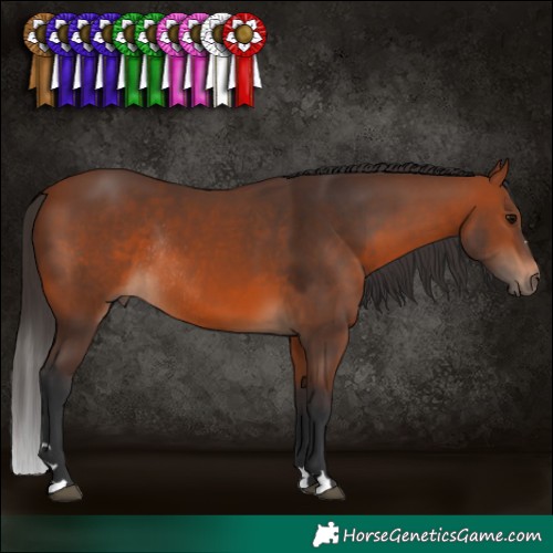 Horse Color:Brown Rabicano 