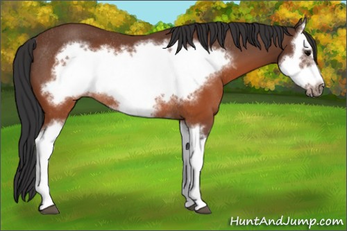 Horse Color:Brown Splash Frame Rabicano