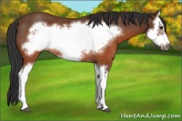 Horse Color:Brown Splash Frame Rabicano
