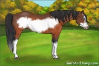 Horse Color:Brown Splash Frame Rabicano 