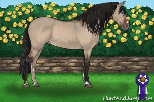 Horse Color:Gray Brown Dun Splash Frame Rabicano 