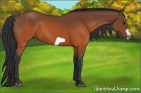Horse Color:Brown Splash Frame Rabicano 