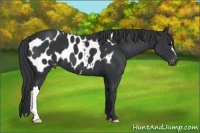Horse Color:Black Appaloosa