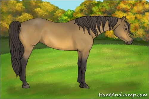 Horse Color:Buckskin 