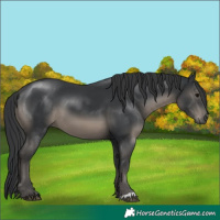Horse Color:Black 