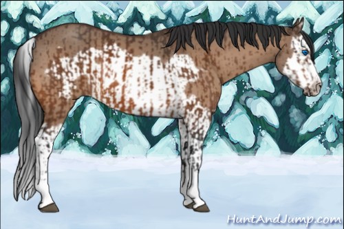 Horse Color:Bay Splash Frame  and Bay Dun Splash Frame 