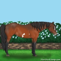 Horse Color:Brown Splash Frame Rabicano