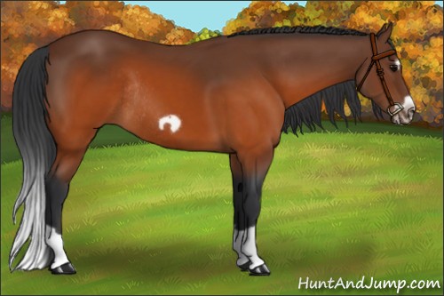 Horse Color:Brown Splash Frame Rabicano 