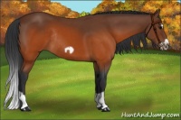 Horse Color:Brown Splash Frame Rabicano 