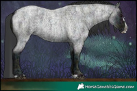 Horse Color:Midnight Blue Ice Roan  and Midnight Blue Ice Roan Splash 